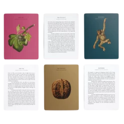 The School of Life Wonder Of Nature Card Set